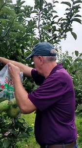 Picking apples | Daddy Tim Family vlogs