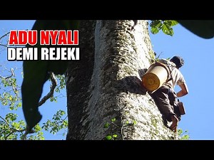 PANEN MADU HUTAN | WILD BEE HONEY | SEHARIAN DI DALAM HUTAN RIMBA