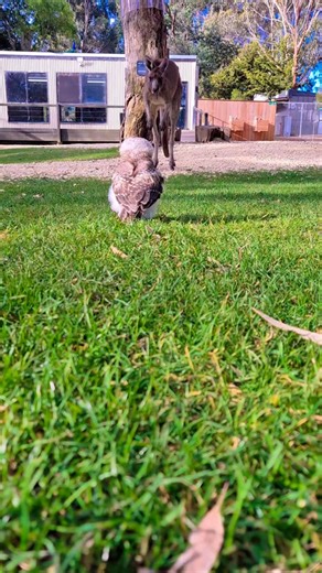 2.7K views · 459 reactions | One of our owl chicks spent the afternoon getting to know his family members over the weekend. Its important for our critters to feel safe and comfortable in a range of enviroments, so we begin to desensitize them at a young age. He wasnt so sure about big daisy the kangaroo bounding up to him though 藍 | Warrnambool Wildlife Encounters | Facebook