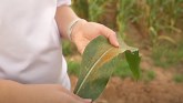 Be on the Lookout for Southern Rust in Corn!