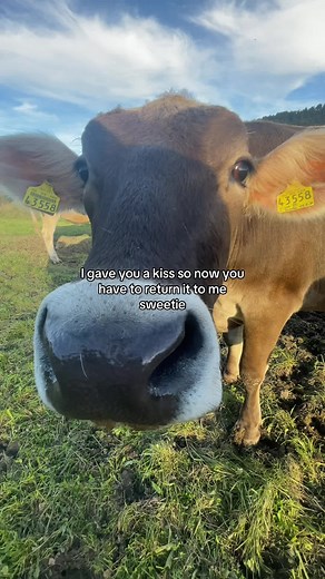Cow Kisses: A Sweet Moment with Your Favorite Animal