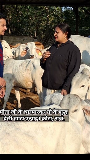 मीता जी के थारपारकर गौ के शुद्ध देसी खाद्य उत्पाद। कोटा, राज. #tharparkar #farming #shorts #yt