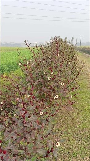 Sustainable Agri Project 🌱 Growing More With Less Effort #trending #agriculture @avoyz2021