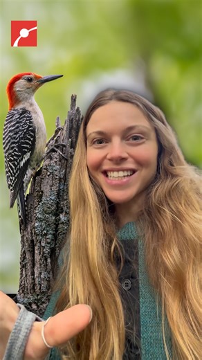 Woodpeckers hit with 1,000 G’s, 10x what it takes to concuss a human. The Nature Educator explains how these birds have evolved powerful adaptations: compact brains that reduce sloshing on impact, and skull structures that help absorb the shock. Scientists once believed their long, skull-wrapping tongues, cushioned the impact, but recent research has debunked that theory. Their pecking isn’t just for food; they carve out nesting cavities that become shelter for dozens of forest species, especial