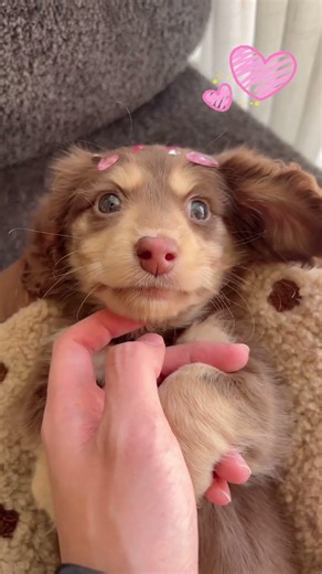 Adorable Dachshund cute moments sausage dog daily life #cutepets #dogdaily #dachshund #doglove