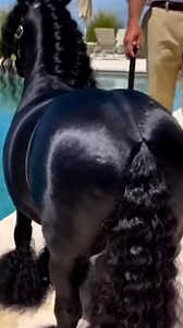 213K views · 9.6K reactions | Structured Presentation — Movement & Form Review A composed rear-angle sequence highlighting proportional balance, coat integrity, and controlled posture as presentation quality becomes visible under structured conditions. #cuteminipets #movementreview #performancecycle | Cute Mini Pets | Facebook