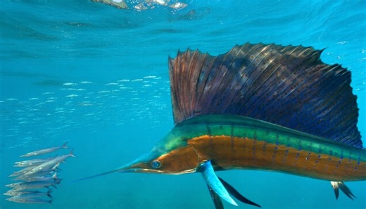 Animals that strike boats, lines, and divers without warning