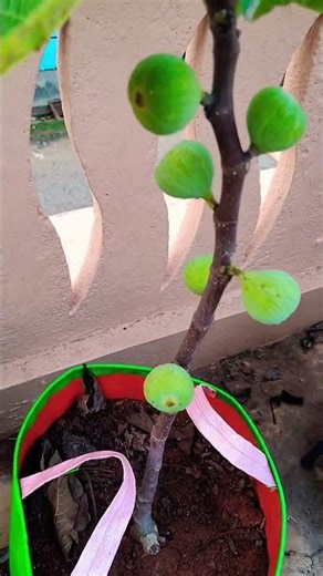 Fig plant # Athi pazham