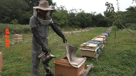 Südkorea: Die Imker der demilitarisierten Zone - Die ganze Doku