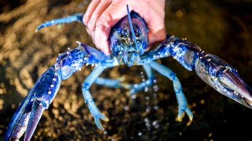 A super rare, blue lobster escapes the dinner plate
