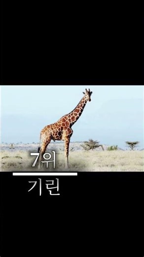 사람들이 좋아하는 육지 동물 순위 TOP 16 #육지동물