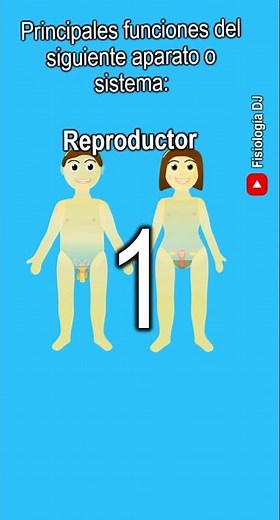 Aparatos y sistemas del cuerpo humano | ¿Cuales son las funciones del sistema reproductor?