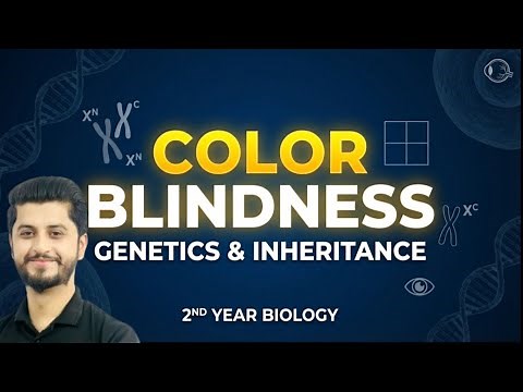 Genetics of Color Blindness | Inheritance in Biology | 2nd Year Biology