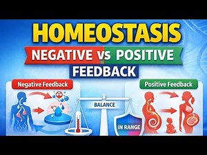 Homeostasis: Negative and Positive Feedback Mechanisms | Human Physiology