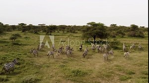 Herd of zebras mixed with a couple of wildebeests running in between the trees in Serengeti Valley, Serengeti National Park, Tanzania.