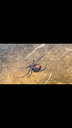 Checking out some used equipment and found a spider | Multi-Tech Restaurant Services