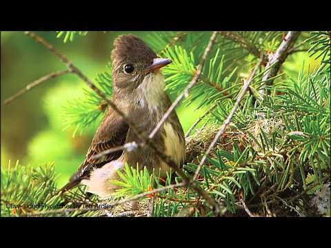 Olive-sided Flycatcher Song