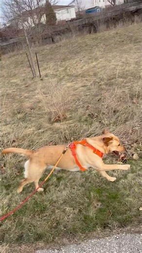 This is Ember. A Red Fox Lab!