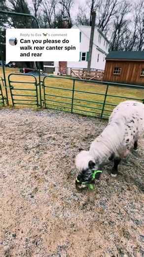 Effective Voice Commands for Mini Horse Training