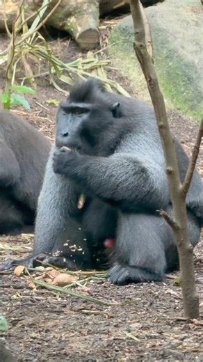 Celebes Crested Macaque | Singapore Zoo #D9INE