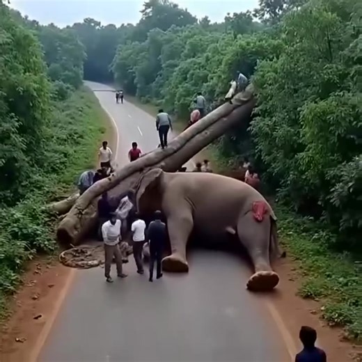 15K views · 38 reactions | A tree has fallen on an elephant and many people are trying to remove the tree… See more | MC Ski | Facebook