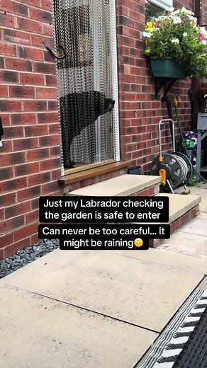 Can never be too cautious hey Moose?🙃 #moose #labrador #mydoghateswater