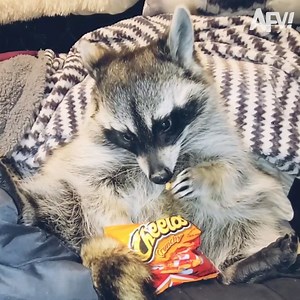 346K views · 4.8K reactions | Critters.... But make 'em EXTREME!!!  | America's Funniest Home Videos | Facebook