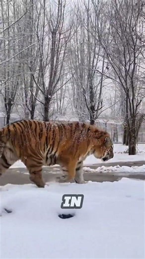 🐯 “The Largest Tiger in History Is INSANE”