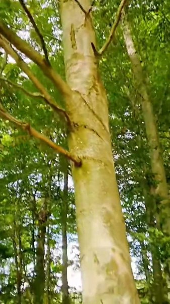 Living the Scottish Countryside Dream with My Dogs