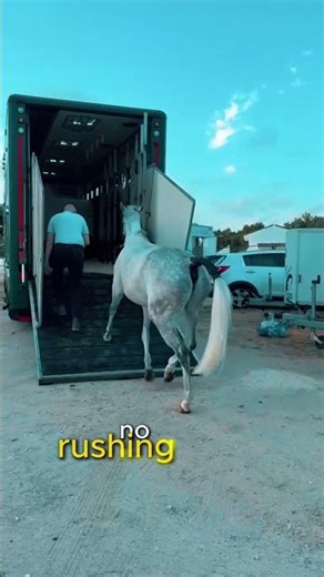 Thinking of booking horse transport? 🐎🚛 Here’s what to look for.#horselife #horsetransport #horses
