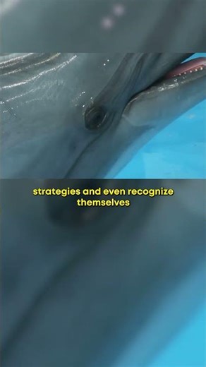 Top 10 Smartest Animals #2 – Dolphins The Ocean’s Brainpower 🐬