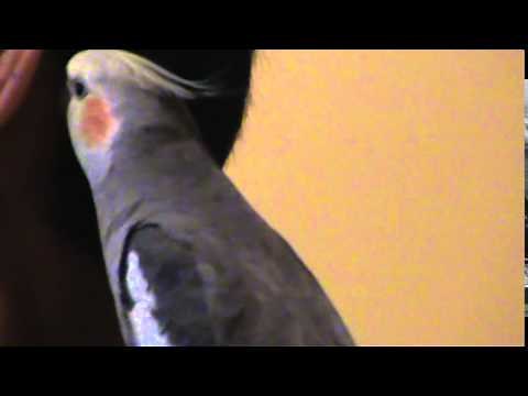 Cockatiel bird whistling the Andy Griffith song