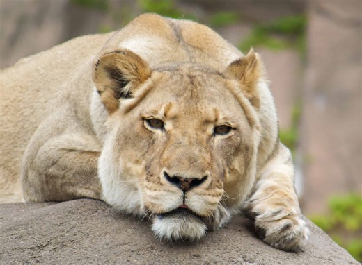 The Largest Zoos in America