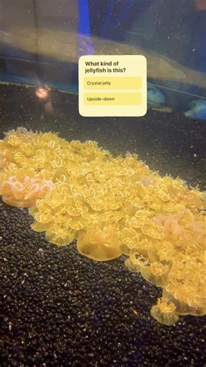 Jellyfish Quiz! Do you know the jellyfish? 🪼