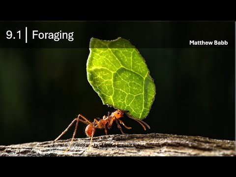 Animal Behavior - 9.1 Foraging