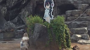 Anime Loving Penguin Dies Beside His Devoted Cardboard Cut-Out Partner