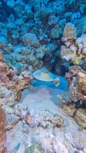 This beautiful creature with electric blue spots is a Bluespotted fantail ray (Taeniura lymma), filmed by Peter Boshra. Bluespotted fantail rays migrate in large schools into shallow water to feed on molluscs on the rising tide. On the falling tide, the fish move back into deeper water to shelter under ledges and in caves. 🎥 IG @peter.a.boshra #ausgeo #wildlife #underwaterphotography #sealife #ray #fish | Australian Geographic