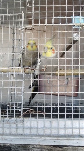 How To Breed Cockatiels (Complete Guide)