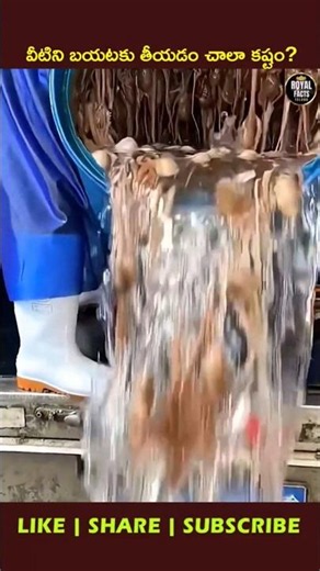 Why Do Octopuses Hide Inside Drums? 🐙🤯 #youtubeshorts #ytshorts #viral