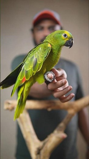 Talking Parrot | Blue Fronted Amazon | Talking parrot for family #ShaikhTanveer #AmazonParrot