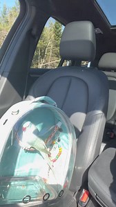 Hurricane Fiona aftermath video is on Youtube now 🥺#hurricanfiona #parrot #kiwi #indianringneck #bir #fyp, #reelsfacebook #reelsviral, #videos, #top, #reels, #fbreels, #virals, #reels, | G Digital 007