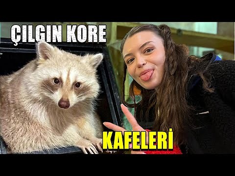 CRAZY KOREAN CAFES! (I Became Friends with Raccoons)