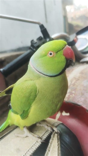 cute parrot voice video #parrot #talkingparot