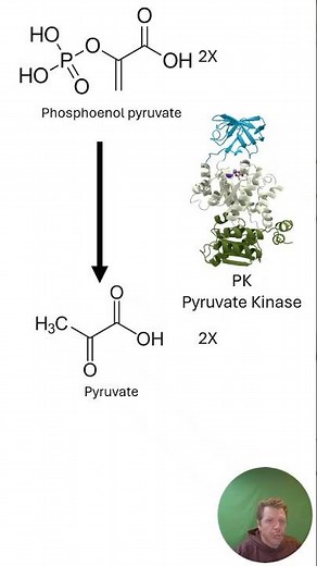 The Grand Finale of Glycolysis 🔥 Pyruvate Kinase in Action #shorts