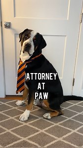 Murray the attorney is here for you! #swissy #dogsofinstagram #funnydog #doglove #dogvideos | Murraytheswissy