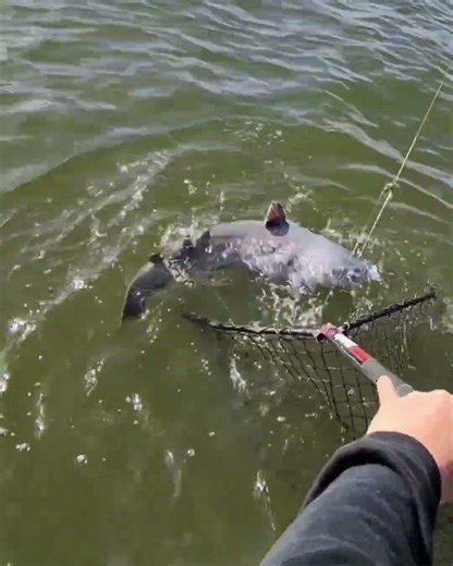 FIRE THE NET MAN!! Almost missed this one with the net!