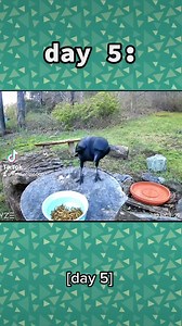 day5 #crow #crowsofinstagram #crows | Milk House