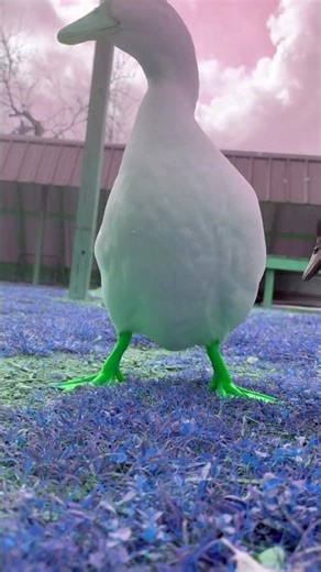 alien abDUCKtion #aliens #slowmotion #ducks #abducted