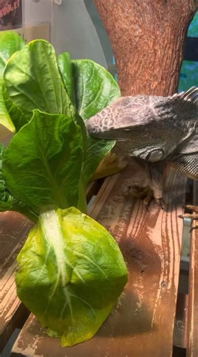 小松菜バイキング🥬#アニタッチ #みなとみらい #横浜 #ワールドポーターズ #yokohama #ふれあい動物園 #イグアナ #iguana #グリーンイグアナ #朝ごはんは #食べました #小松菜は #別腹