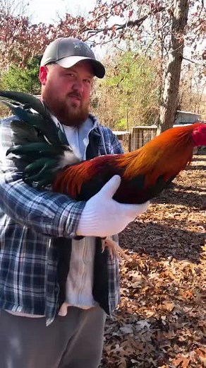 Cecile Davis Kelso #roosters #chickens #chickensofinstagram #missouri #oklahomagamefarm #hawaiigamefowl #mississippigamefarm #americangamefowl #gamefowlbreeders #tennessegamefowl #galloscombatiente #gamerooster #babychicks #alabamagamefowl #hatchgamefowl #gamefarm #chickensoftiktok #alabamagamefarm #chicken #backyardbreeders